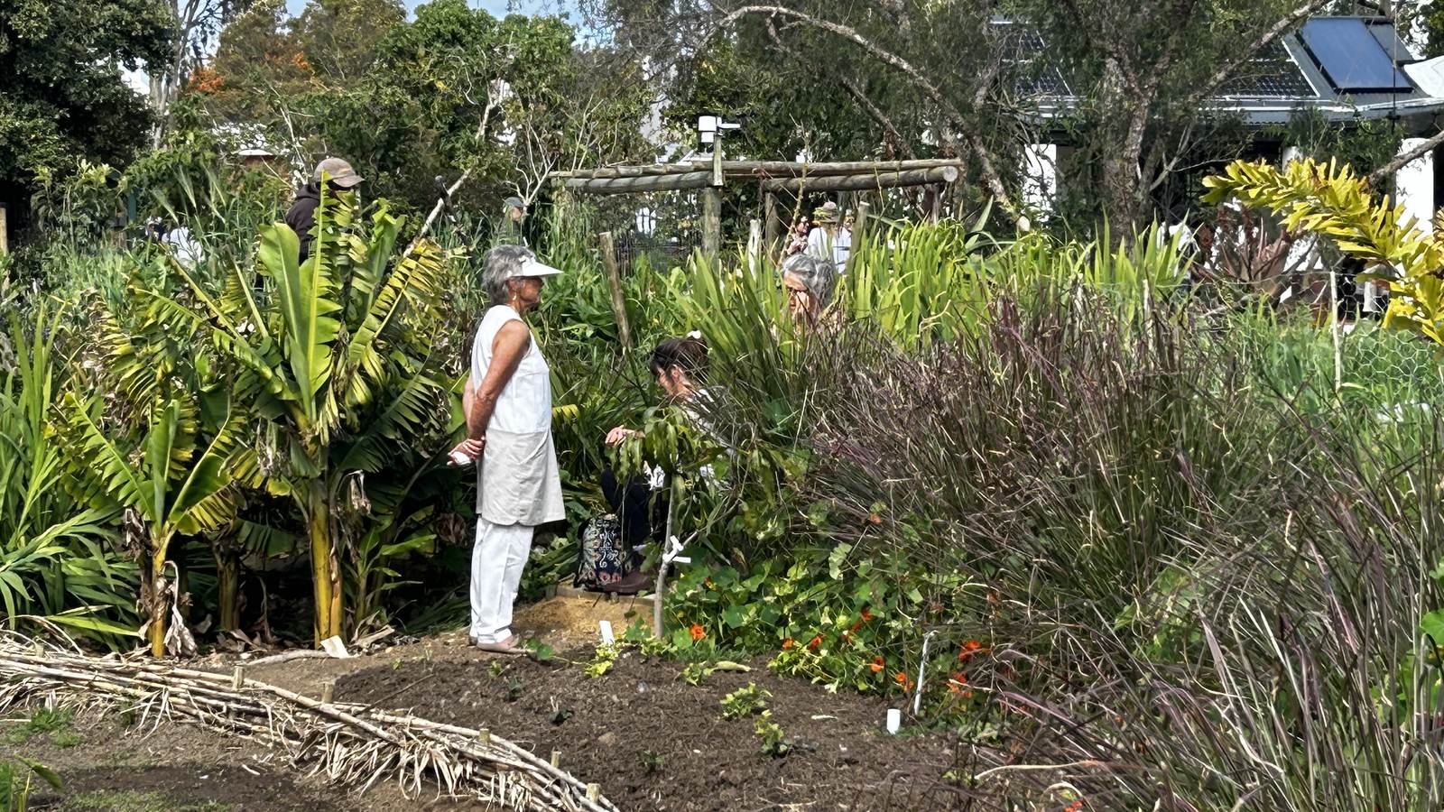 People walking through a garden with banana plants, tall purple-tinged grasses, a woven wattle fence and a wooden trellis